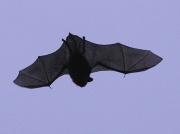 Common Pipistrelle