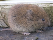 Field Vole (Microtus agrestis)