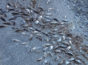 Grey Seal (Halichoerus grypus)