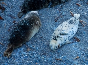 Grey Seal (Halichoerus grypus)