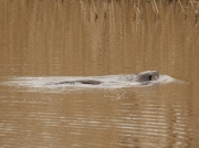 Otter swimming across lake