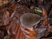 Pygmy Shrew (Sorex minutus)