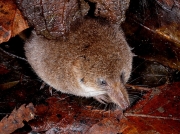 Pygmy Shrew (Sorex minutus)