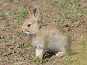 Rabbit (Oryctolagus cuniculus)