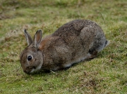 Rabbit (Oryctolagus cuniculus)