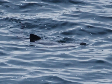 Basking Shark (Cetorhinus maximus)