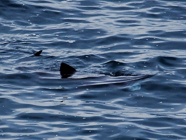 Basking Shark (Cetorhinus maximus) Pendeen Watch, Cornwall