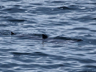 Basking Shark (Cetorhinus maximus) sighting while seawatching from Cornish coast