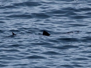 Basking Shark (Cetorhinus maximus)