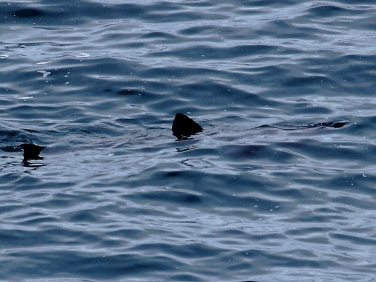 Basking Shark (Cetorhinus maximus)