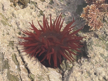 Beadlet Anemone (Actinia equina)