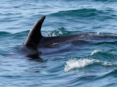 Bottlenose Dolphins (Tursiops truncatus)