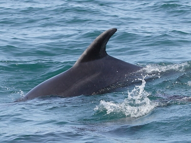 Bottlenose Dolphins (Tursiops truncatus)