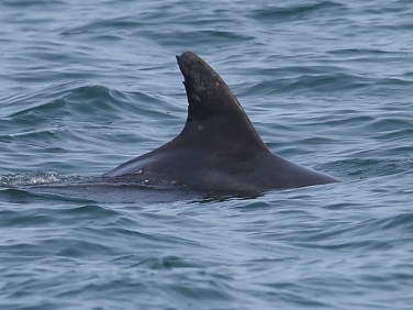 Bottlenose Dolphins (Tursiops truncatus)