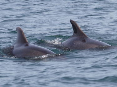Bottlenose Dolphins (Tursiops truncatus)