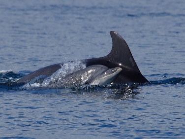 Bottlenose Dolphin (Tursiops truncatus)