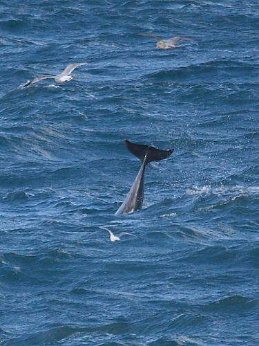Bottlenose Dolphin (Tursiops truncatus)