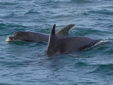 Bottlenose Dolphin (Tursiops truncatus)