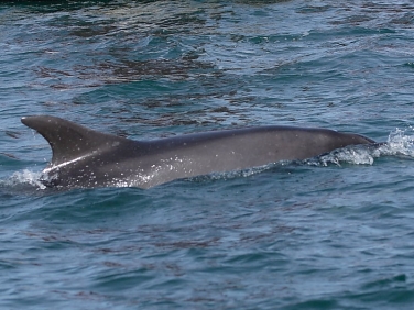 Bottlenose Dolphin (Tursiops truncatus)