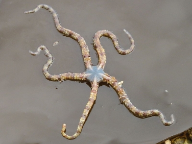 brittlestar species