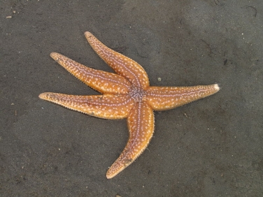 Common Starfish (Asterias rubens)