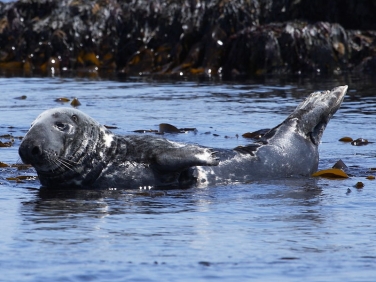Grey Seal (Halichoerus grypus)