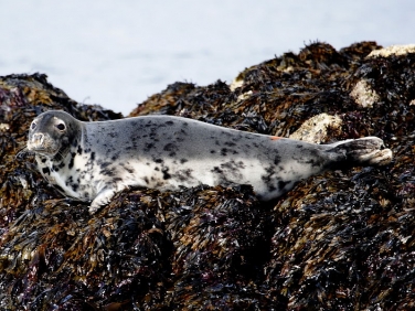 Grey Seal (Halichoerus grypus) on rock