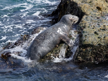 Grey Seal (Halichoerus grypus)