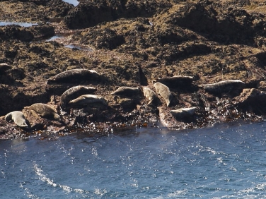 Grey Seals (Halichoerus grypus) hauled out on rocks below Gwennap Head coastguard station, Cornwall