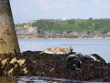 Grey Seal (Halichoerus grypus) Wolf Rock