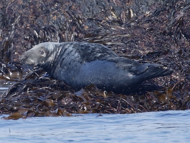 Grey Seal (Halichoerus grypus)