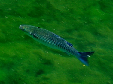 Thick-lipped Mullet (Chelon labrosus)