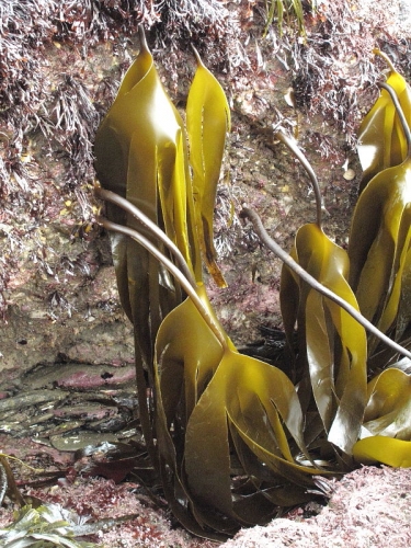 Oarweed (Laminaria digitata)