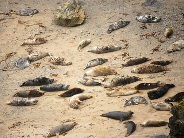 Grey Seal (Halichoerus grypus) at Godrevy