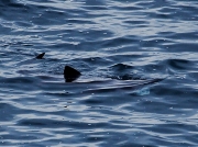 Basking Shark (Cetorhinus maximus) Pendeen Watch, Cornwall