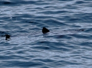 Basking Shark (Cetorhinus maximus)