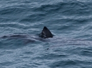 Basking Shark (Cetorhinus maximus)