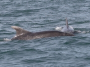 Bottlenose Dolphins (Tursiops truncatus)