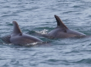 Bottlenose Dolphins (Tursiops truncatus)