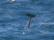 Bottlenose Dolphin (Tursiops truncatus)