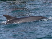 Bottlenose Dolphin (Tursiops truncatus)