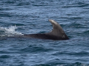 Bottlenose Dolphin (Tursiops truncatus)