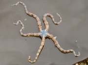 brittlestar species