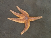 Common Starfish (Asterias rubens)