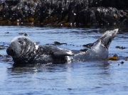 Grey Seal (Halichoerus grypus)
