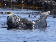 Grey Seal (Halichoerus grypus)