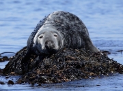 Grey Seal (Halichoerus grypus)