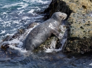 Grey Seal (Halichoerus grypus)