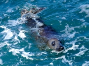 Grey Seal (Halichoerus grypus)