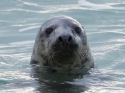 Grey Seal (Halichoerus grypus)